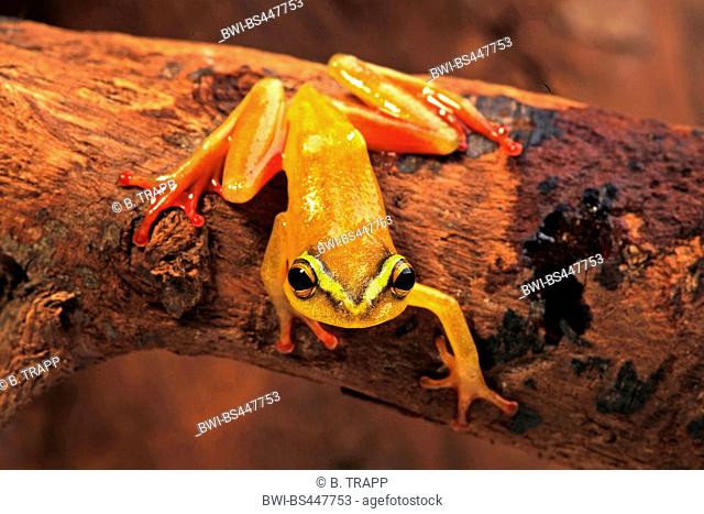 Dottet reed frog (Hyperolius puncticulatus), sitting on a branch, Tanzania