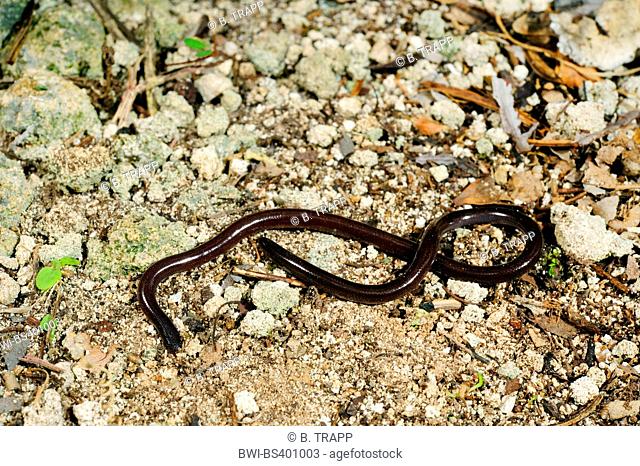 Braminy blind snake (Ramphotyphlops braminus), Braminy blind snake on the ground, view from above, New Caledonia, Ile des Pins