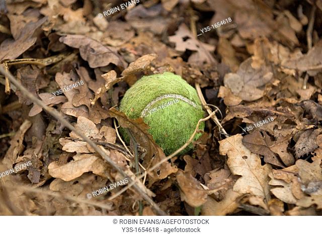 Tennis ball lost amoungst the autumn leaf fall