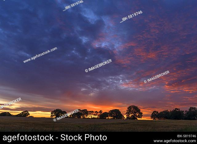 Trees on the horizon in the evening sky with evening red, silouettes, in front cornfield, Mecklenburg-Vorpommern, Germany, Europe