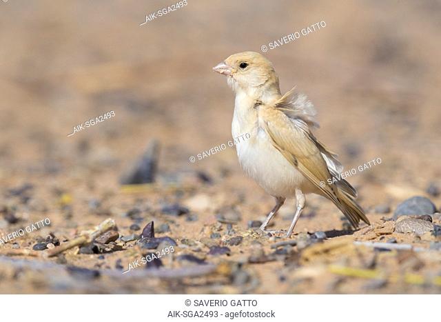 Desert Sparrow (Passer simplex saharae), juvenile standing on the ground