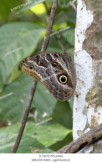 Tree, banana butterflie, Caligo spec., Side view,   South America, Brazil, animals, wildlife, insects, butterflie, Owl Butterfly