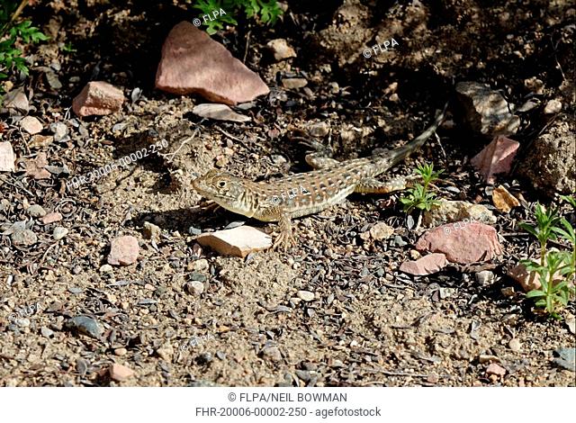 Racerunner Eremias strauchii adult, moving out from cover, Armenia, may