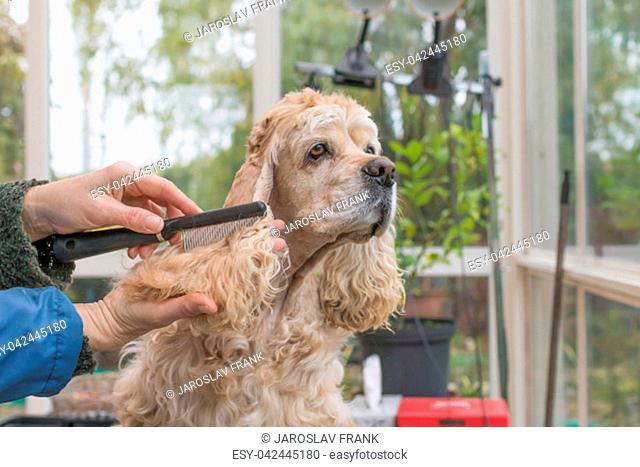 Combing the long ears of the American Cocker Spaniel in dog salon. Horizontally