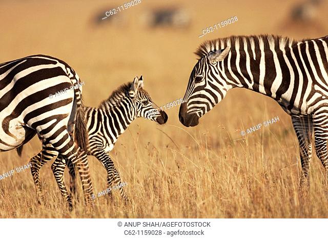 Common or plains zebra (Equus burchellii) female and young foal, Maasai Mara National Reserve, Kenya
