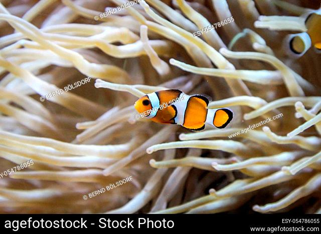 Clown fish in their anemone, clown fish maintain their anemone