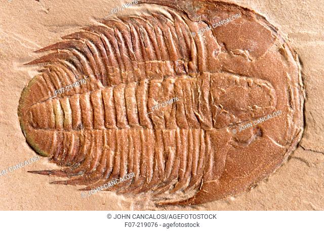 Fossil trilobite (Modocia typicalis). Utah. USA