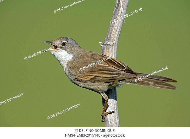 France, Doubs, bird, Whitethroat (Sylvia communis), female singing hanging from a high upper