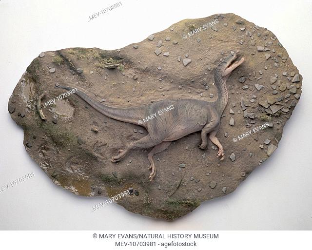 Restoration of a corpse of Baryonyx lying in the bed of an ancient lake where, once covered with fine mud and silt, it would become fossilised