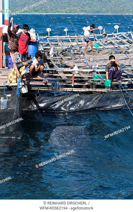 Fishermen feeding Whale Sharks from Fishing Platform called Bagan, Cenderawasih Bay, West Papua, Indonesia