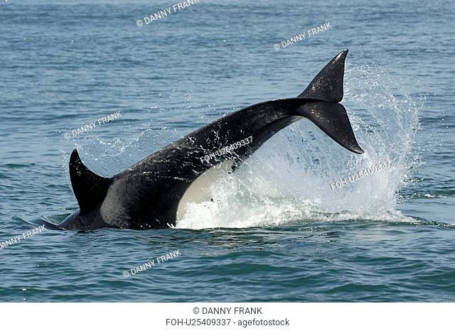 Female transient killer whale orcinus orca tail slap, tail lob, fluking, National marine sanctuary, Monterey bay, California Pacific ocean, USA