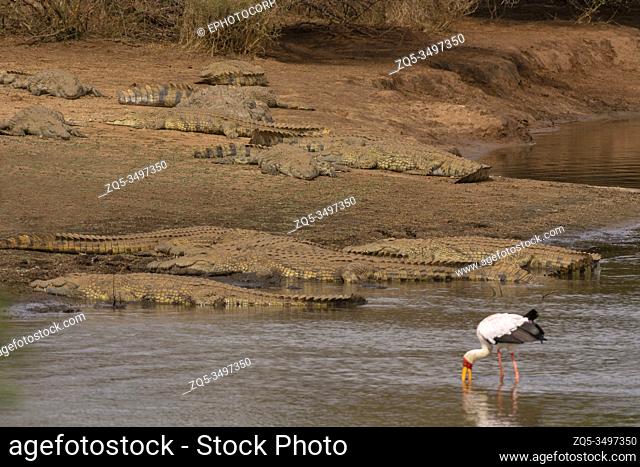 Nile crocodiles, Crocodylus niloticus, Kruger National Park, South Africa