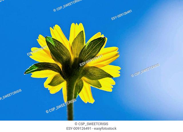 yellow flower and blue sky