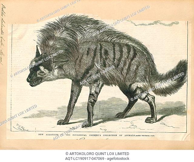 Proteles Lalandii Print The Aardwolf Proteles Cristata Is An Insectivorous Mammal Stock Photo Picture And Rights Managed Image Pic Aqt Lc190917 047069 Agefotostock
