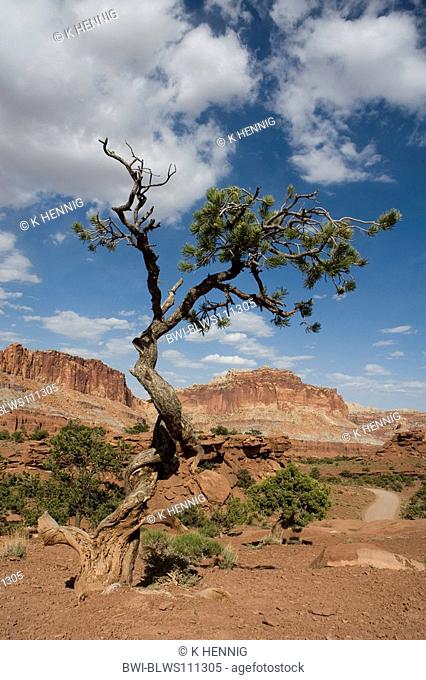 pine Pinus spec., crippled tree, USA, Utah, Capitol Reef NP