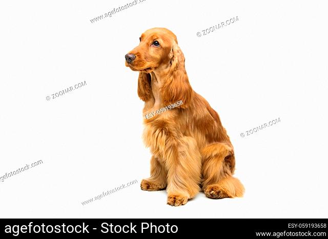 Portrait of beautiful young brown cocker spaniel dog sitting over white background. Studio shot. Copy space