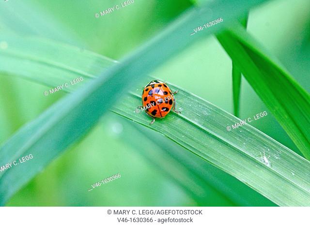 Asian ladybird, Harmonia axyridis  Fourteen spot pattern on back of the red ladybird  Hidden in grass