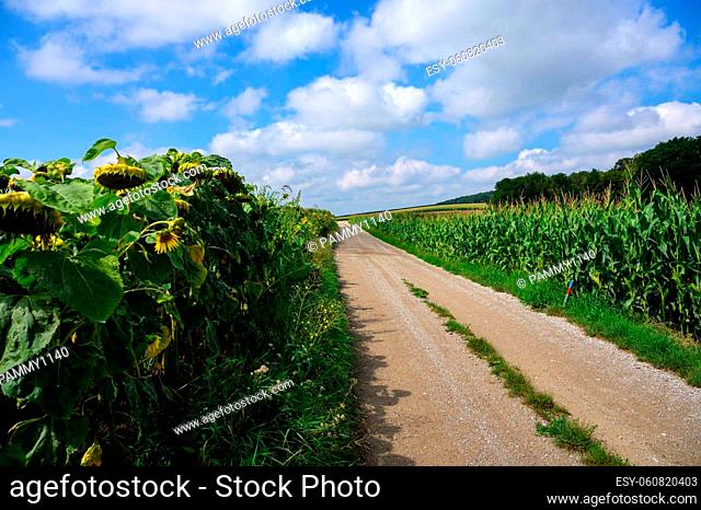 A straight dirt road leads between a corn field and a sunflower field. Framed by a bright blue summer sky with a few Cumulus clouds
