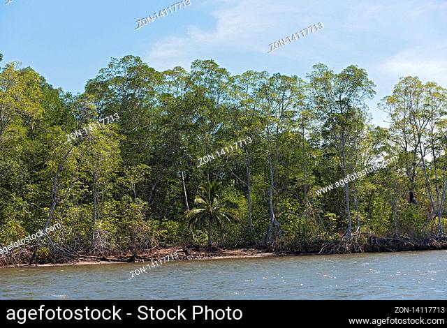 Mangrove forest on the shores of the Bahia de los Muertos at the mouth of the Rio Platanal Panama