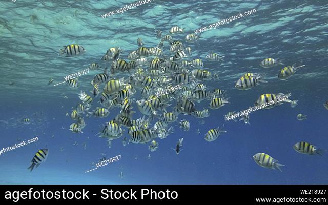 Tropical fishes of various species feeds in the surface water rich in plankton. Visually distinguishable plankton-rich water layer (rarely seen phenomenon)