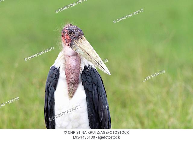 Marabu stork Leptoptilos crumeniferus, Masai Mara National Reserve, Kenya