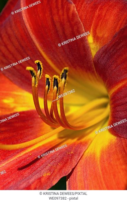 A deep red Dayliliy in full bloom with the focus on the anthers