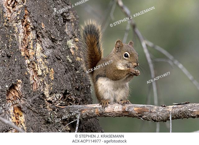 Red Squirrel sitting on branch looking at viewer. (Tamiasciurus hudsonicus). Alberta, Canada