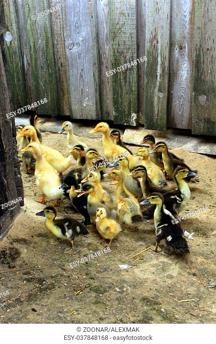 ducklings on the poultry of the farm