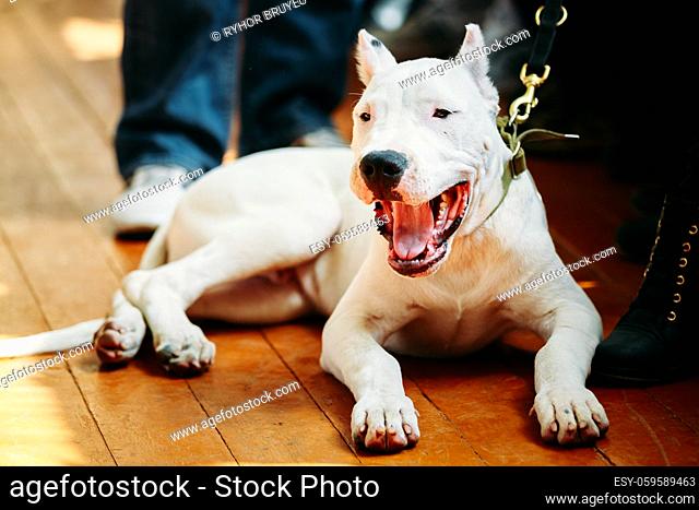 White puppy dog of Dogo Argentino also known as the Argentine Mastiff is a large, white, muscular dog that was developed in Argentina primarily for purpose of...