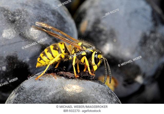 German or European Wasp (Vespula germanica) feeding on red grapes