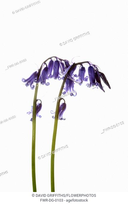 Bluebell, English bluebell, Hyacinthoides non-scripta, 2 stems and pale blue flower heads shown against a pure white background