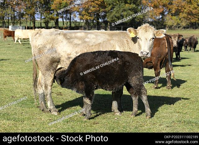 A bison calf sucks from a cow on a farm in Kunejovice in the Pilsen region, which breeds unusual types of livestock. It farms about 1000 hectares of fields