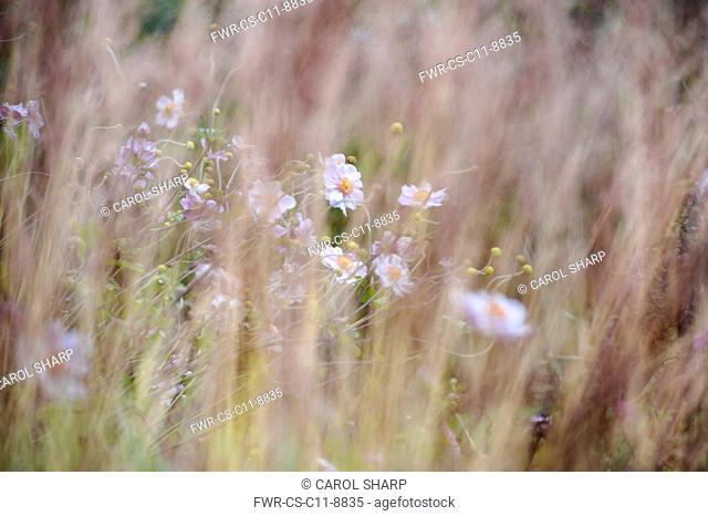 Japanese anemone, Anemone hupehensis var. japonica, A flowering plant just visible through Feather reed grass, Calamagrostis x acutiflora 'Karl Foerster'