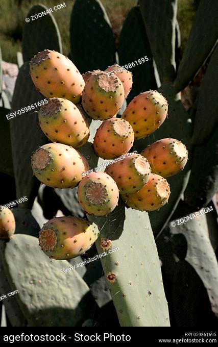 feigenkaktus, kaktusfeige, obst, frucht, früchte, Opuntia ficus-indica, opuntia, opuntie, opuntien, bajtra, kaktus, kaktee, kakteen, cactaceae, essbar