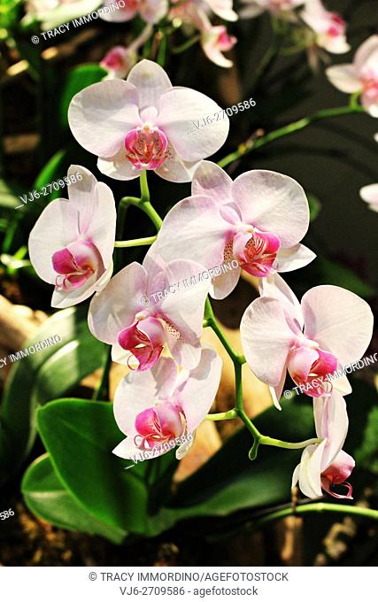 Close up of a ligh pink Phalaenopsis Orchid in full bloom