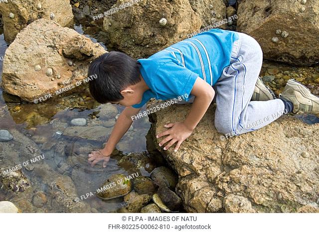 Boy rockpooling, kneeling on rock, hand in rockpool, Osmington Mills, Dorset, England, summer