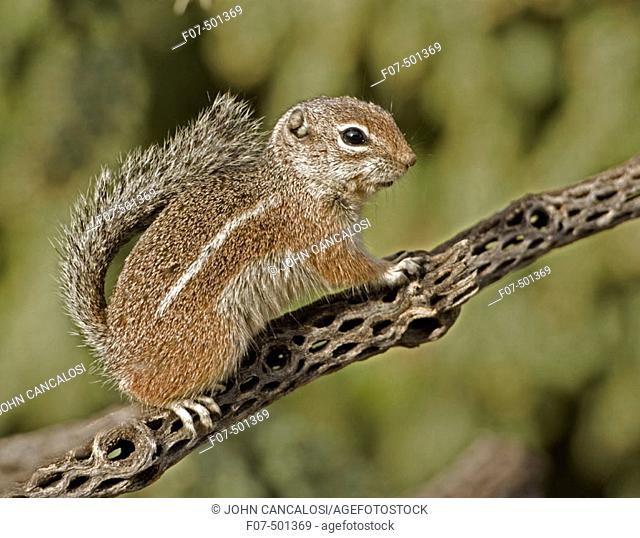 Harris' Antelope Squirrel (Ammospermophilus harrisi) - Also called Yuma Antelope Squirrel - Arizona - Found in southwestern Arizona and northwestern Mexico -...