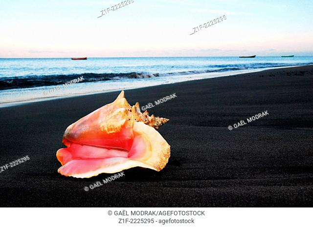 Contrast beetween a pink shell lying on the dark volcanic sand of Saint-Pierre's town, in the north of Martinique Island, France