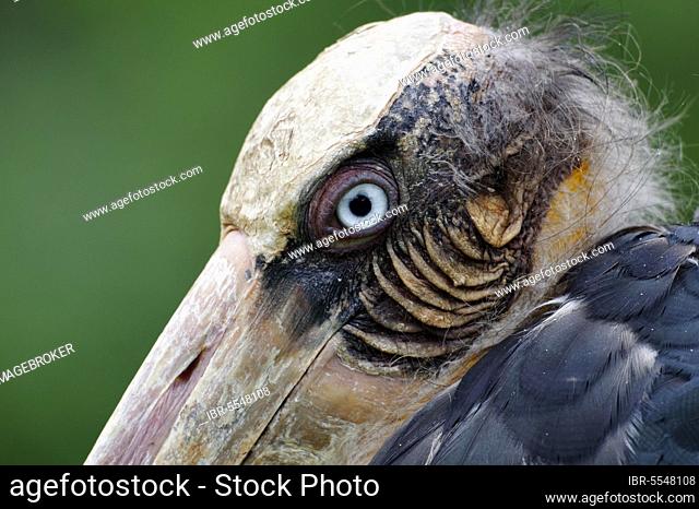 Malay Stork, Lesser Adjutant, Sundamarabu, Malay Storks, Lesser Adjutants (Leptoptilos javanicus), Sundamarabus, Stork, Animals, Birds, Lesser Adjutant adult