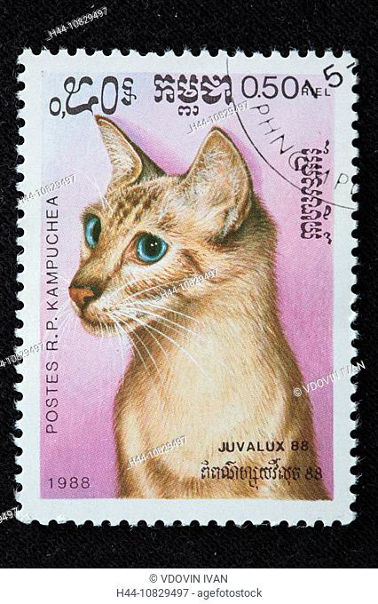 Cat, postage stamp, Cambodia, Asia, Kampuchea, 1988, Cat, kitten, Cambodia, Asia, Kampuchea, Domestic, animal, Mammal