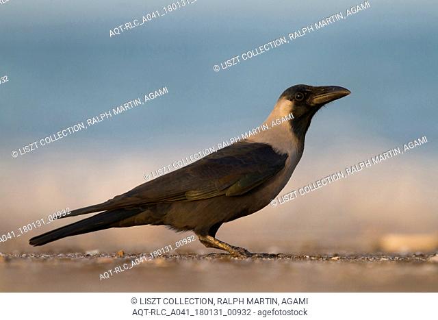 House Crow, Corvus splendens, Oman
