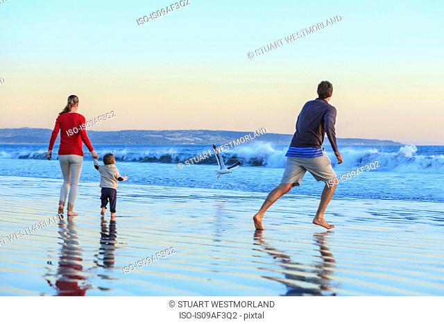Family and toddler son playing on beach, San Diego, California, USA