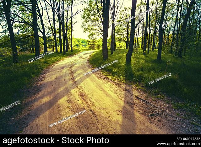 Beautiful Green Forest In Summer. Countryside Road, Path, Way, Lane, Pathway On Sunny Day In Spring Forest. Sunbeams Pour Through Trees