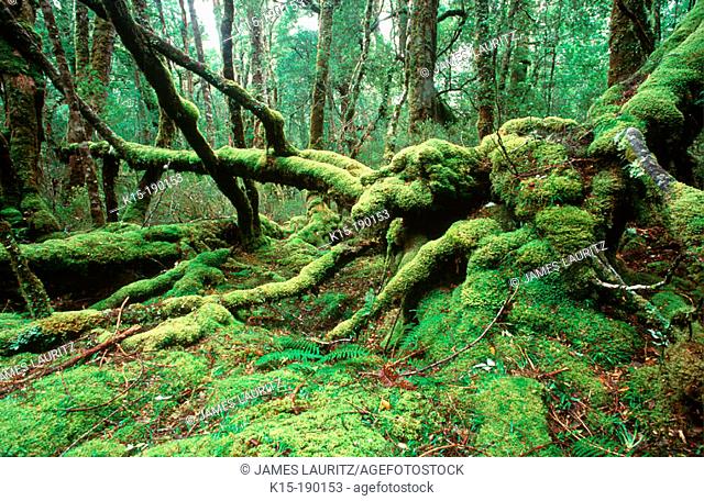 Myrtle and Huon Pine (Lagarostrobos franklinii) rainforest. Tasmania. Australia