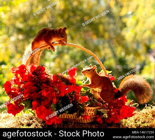 red squirrels with Begonia evansiana Andrews flowers and basket