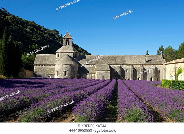 France, Europe, Provence, South of France, lavender, lavender blossom, lavender field, lavender fields, scenery, landscape, agriculture, agricultural