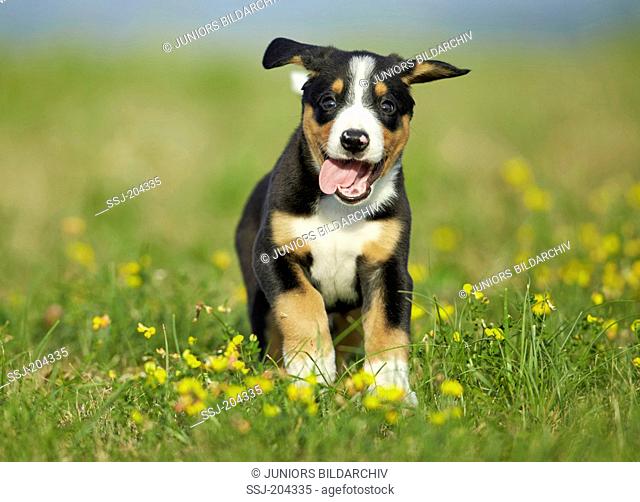 Entlebuch Mountain Dog. Puppy running on a flowering meadow. Germany