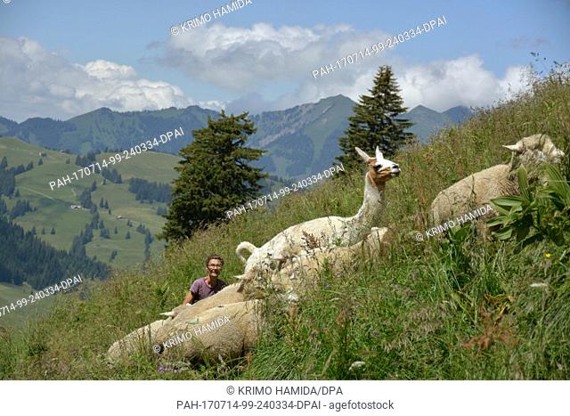 A herd of sheep being watched over by a llama in Champillon in the Swiss Canton of Waadt, 03 July 2017. Here a llama protects the herd from potential attacks...