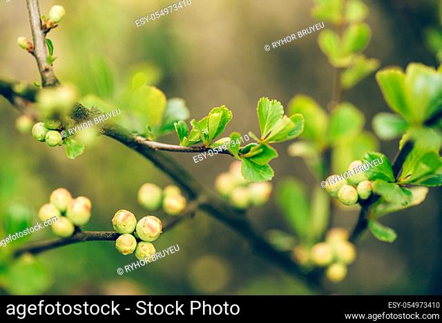 Young Spring Green Leaves And Unblown Buds Of Quince Growing In Branch Of Forest Bush Plant Tree. Young Leaf On Boke Bokeh Natural Blur