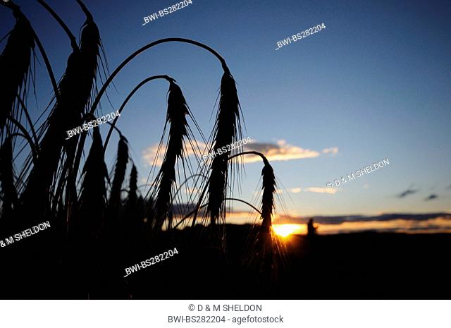 cultivated rye Secale cereale, rye ears in backlight at sunset, Germany